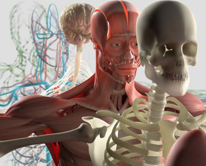 anatomia vr 420 Produtos